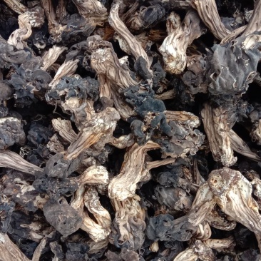 纯野生蘑菇，松蘑，肉蘑，榛蘑，木耳蘑，