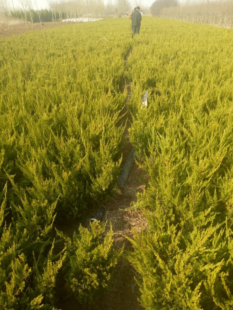 龙柏苗圃地量大批发两年苗（高50—60公分冠25公分）