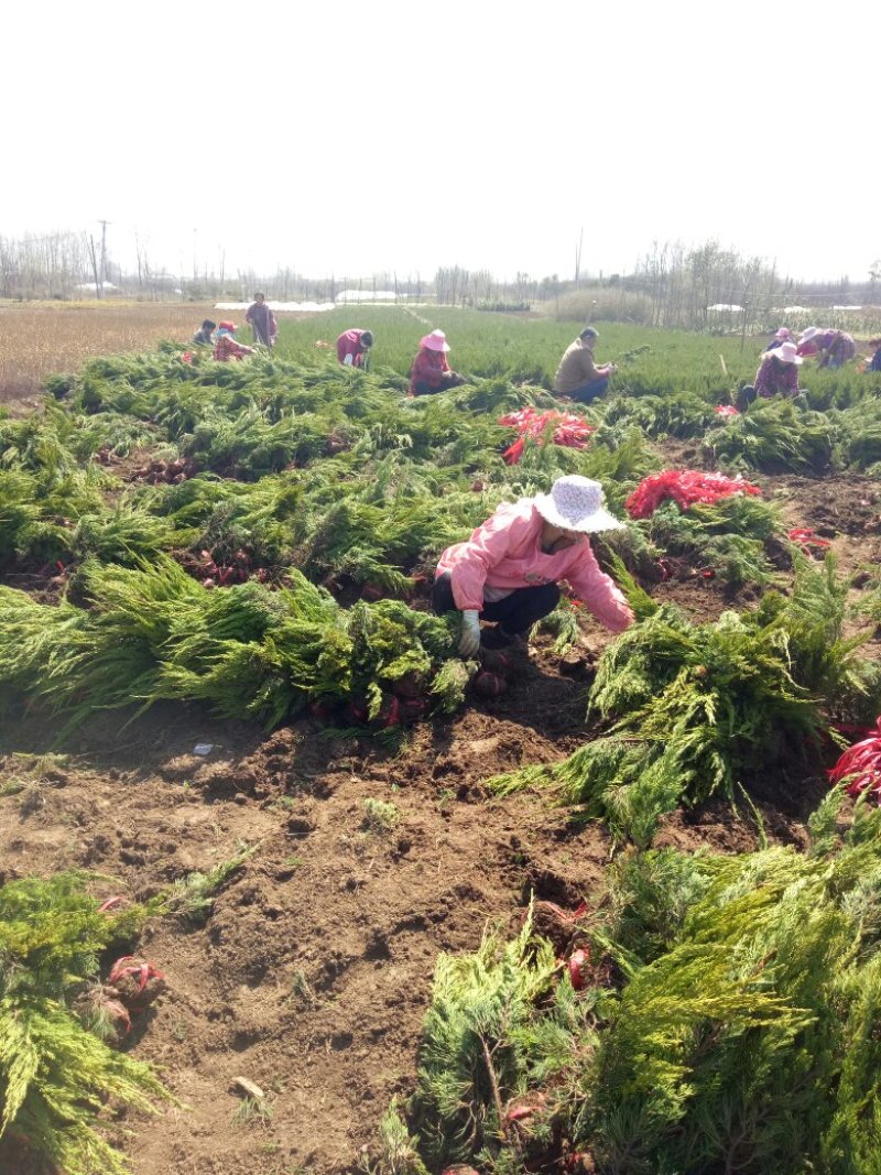 龙柏苗圃地量大批发两年苗（高50—60公分冠25公分）