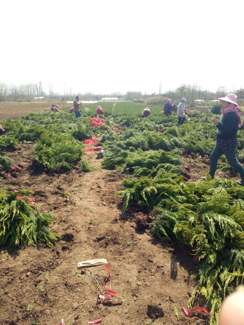 龙柏苗圃地量大批发两年苗（高50—60公分冠25公分）