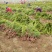 龙柏苗圃地量大批发两年苗（高50—60公分冠25公分）