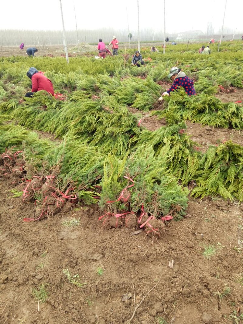 龙柏苗圃地量大批发两年苗（高50—60公分冠25公分）