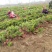 龙柏苗圃地量大批发两年苗（高50—60公分冠25公分）