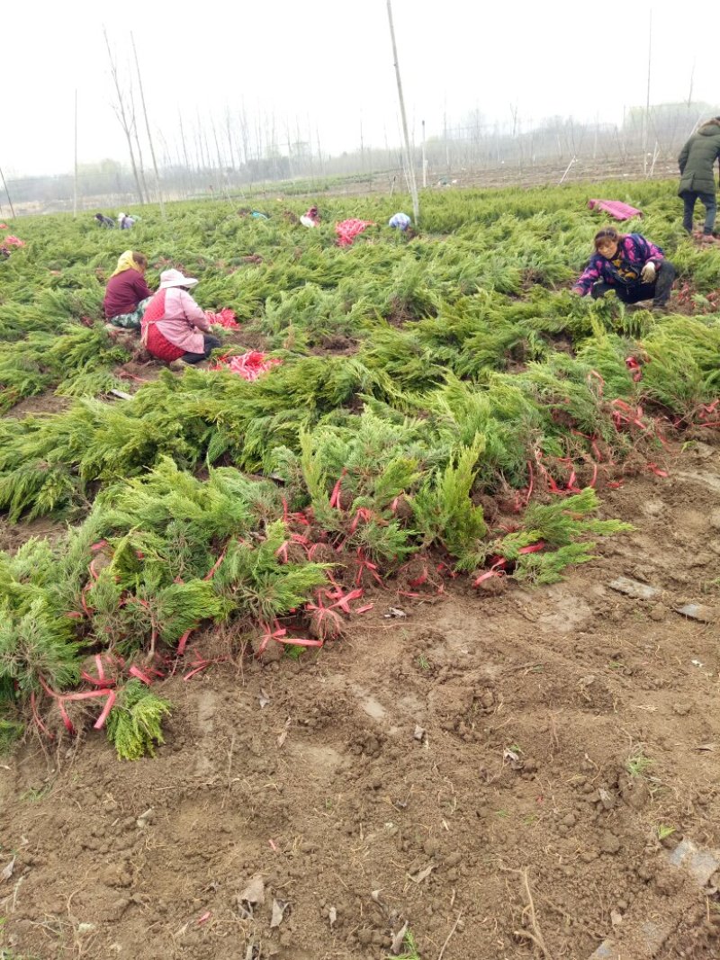 龙柏苗圃地量大批发两年苗（高50—60公分冠25公分）