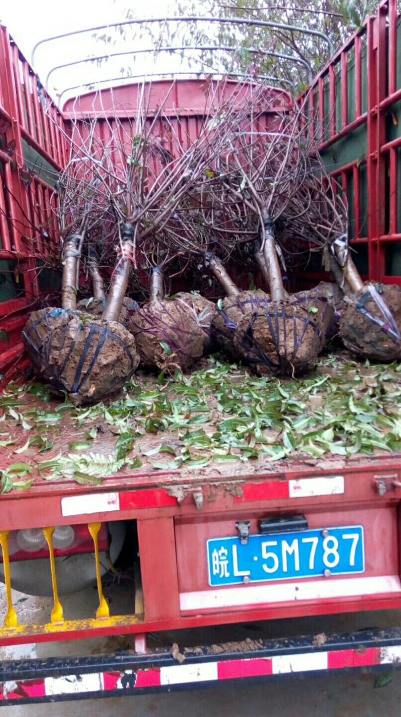 美人梅供应