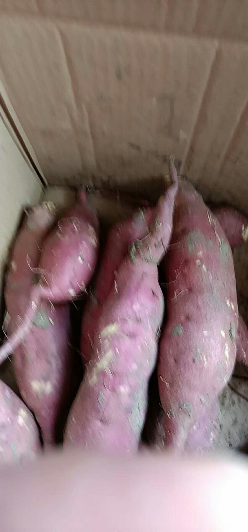商薯19，龙九红薯，西瓜红薯，三两起精品，大量供应