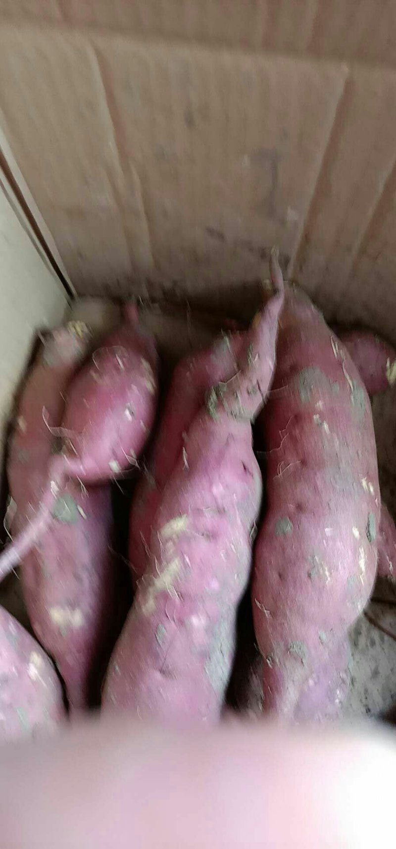 商薯19，龙九红薯，西瓜红薯，三两起精品，大量供应