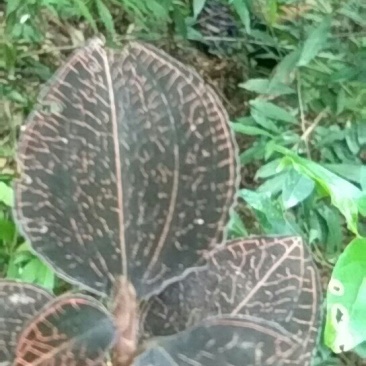 金线莲