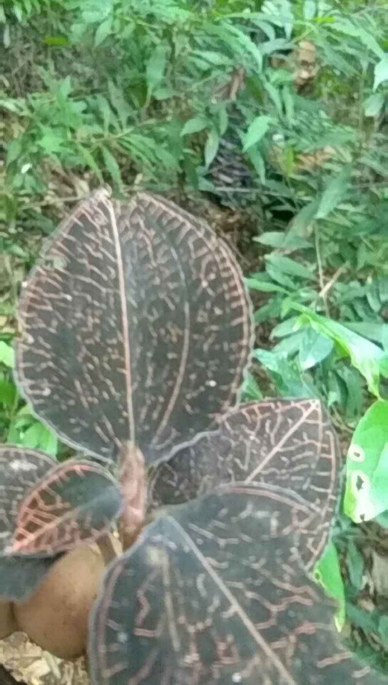 金线莲