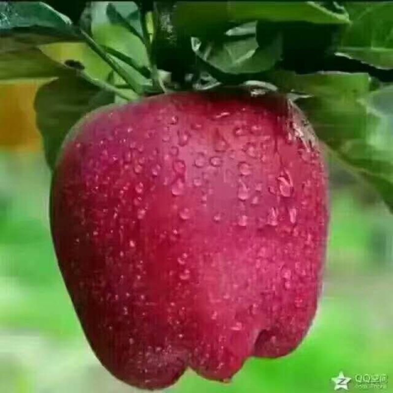 花牛苹果