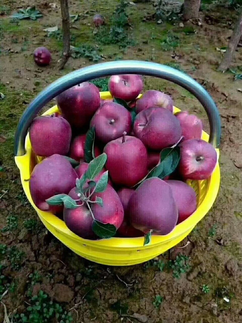 花牛苹果