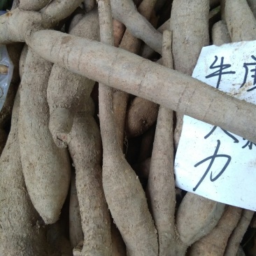 牛大力