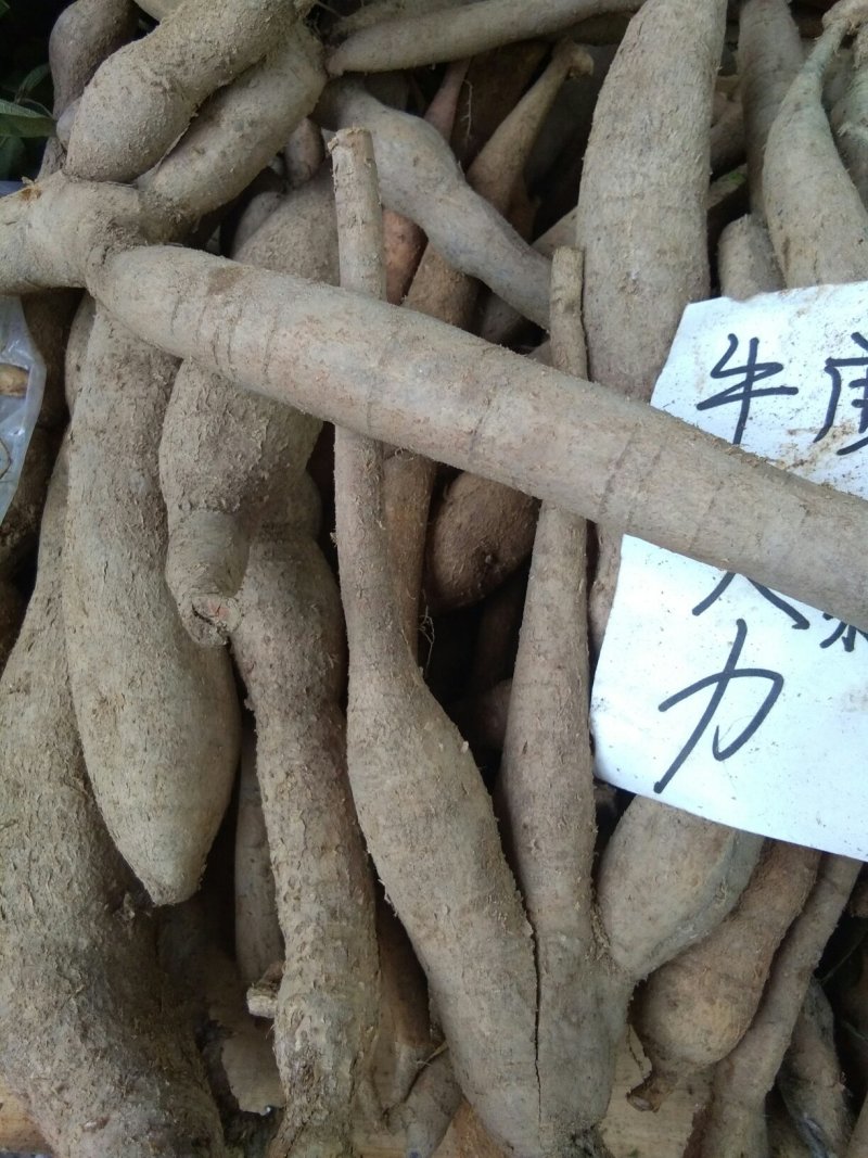 牛大力