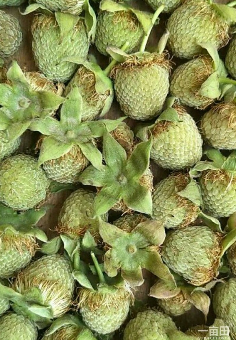 覆盆子种苗