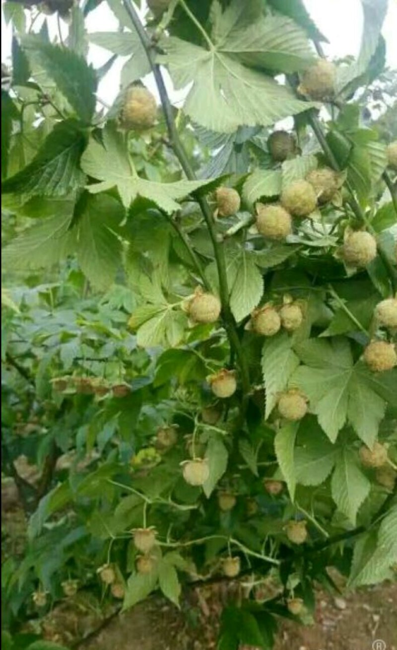 覆盆子种苗