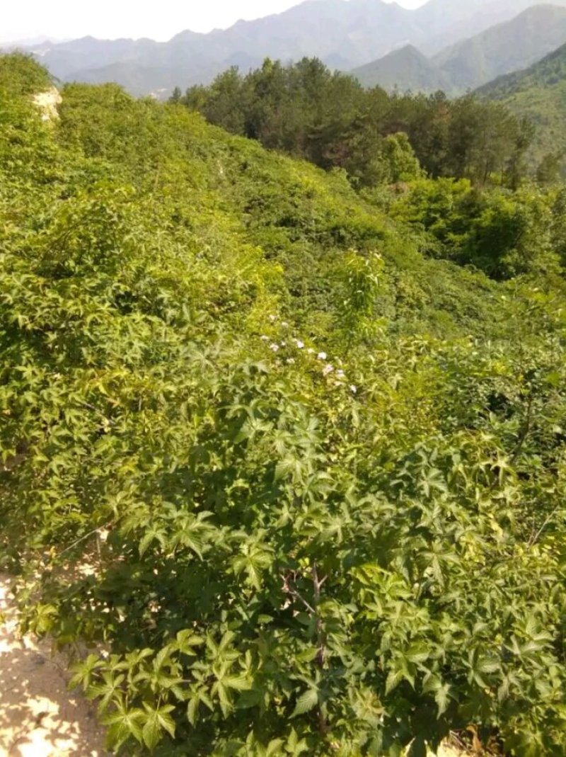 覆盆子种苗
