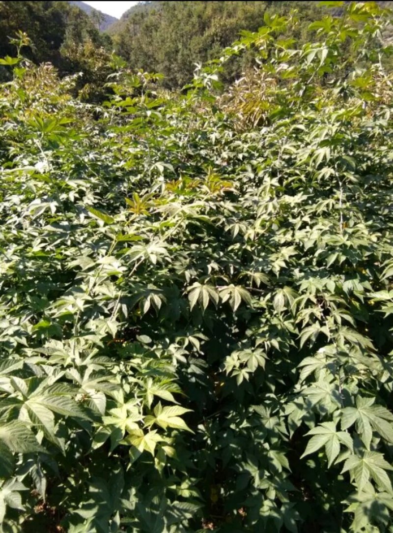 覆盆子种苗