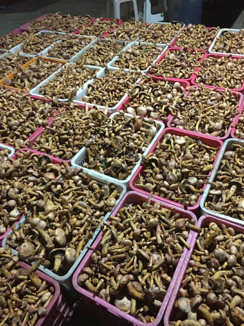 速冻红蘑上市欢迎来电