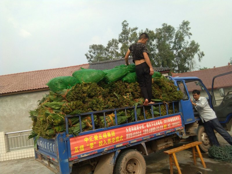 粽叶子，欢迎订货量大价格优惠