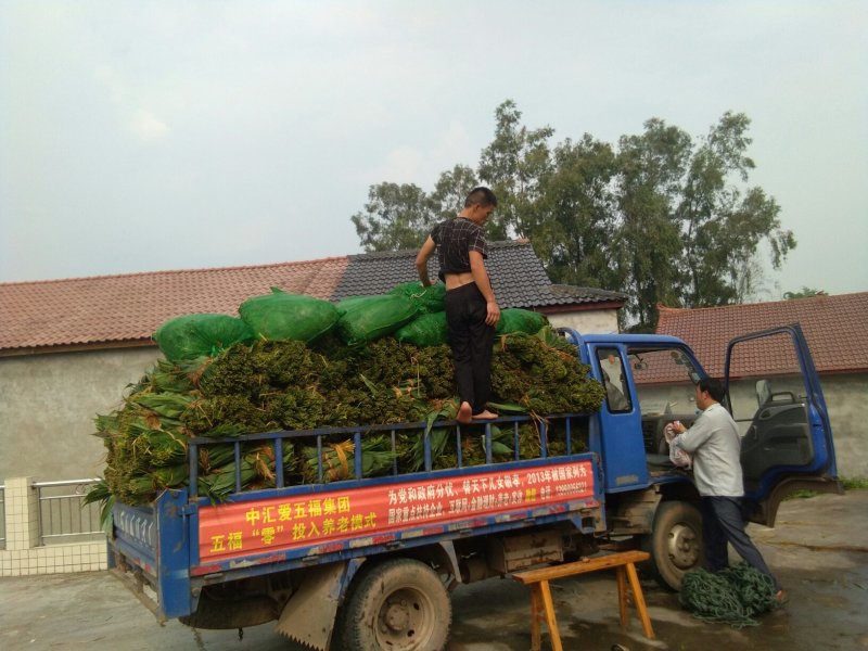 粽叶子，欢迎订货量大价格优惠