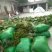 粽叶子，欢迎订货量大价格优惠