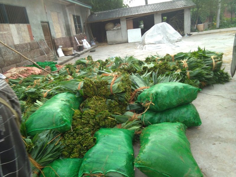 粽叶子，欢迎订货量大价格优惠