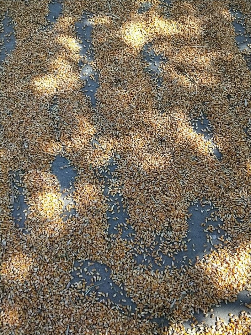 玉米