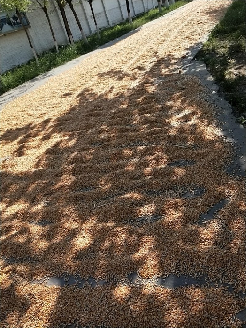 玉米