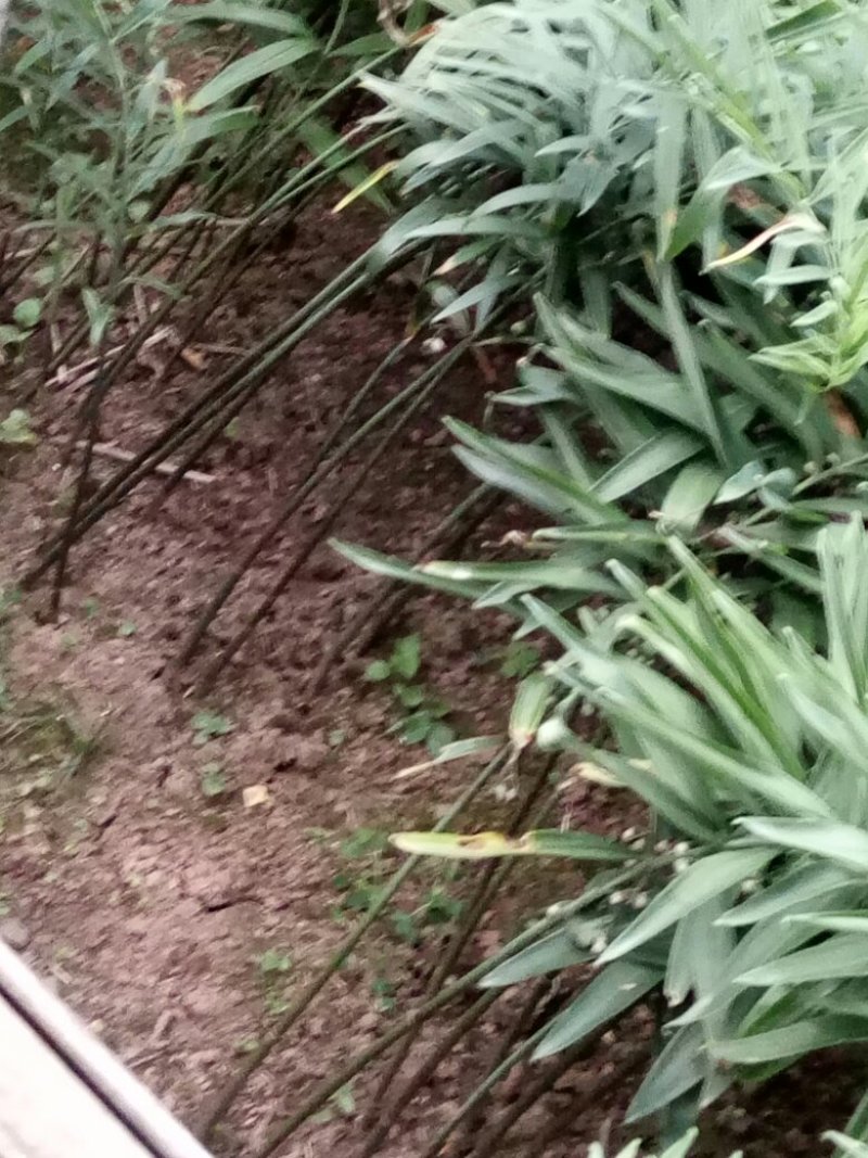 黄精种苗