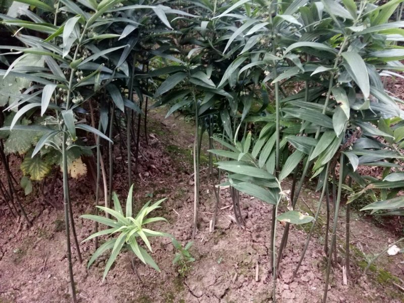黄精种苗
