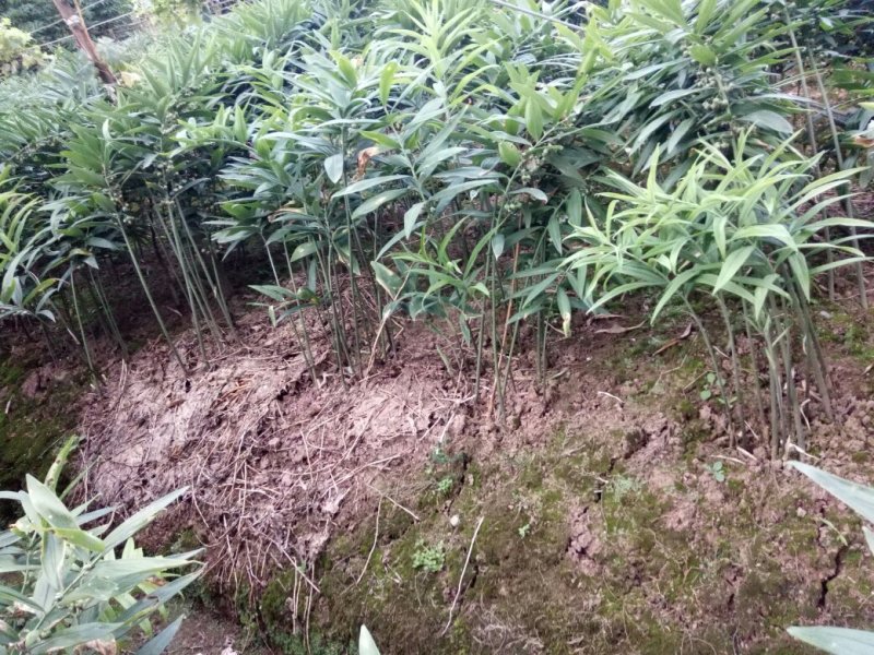 黄精种苗