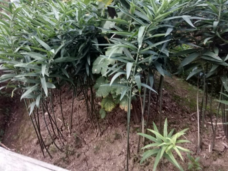 黄精种苗
