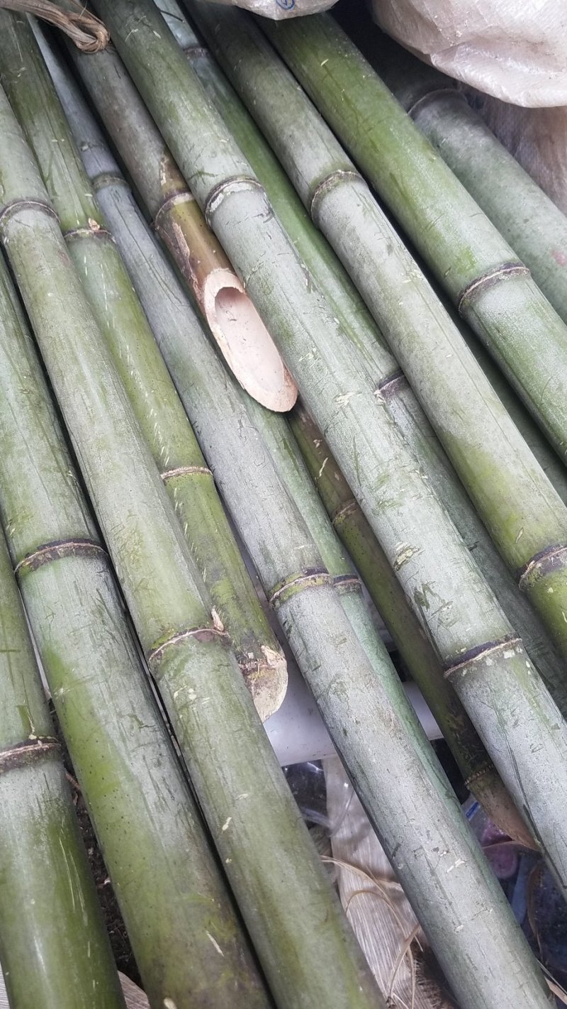 绿竹