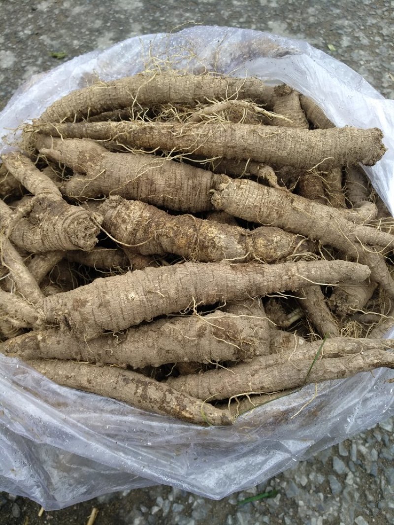 山胡萝卜（山地瓜）3年生大量现货产地直发品质保证