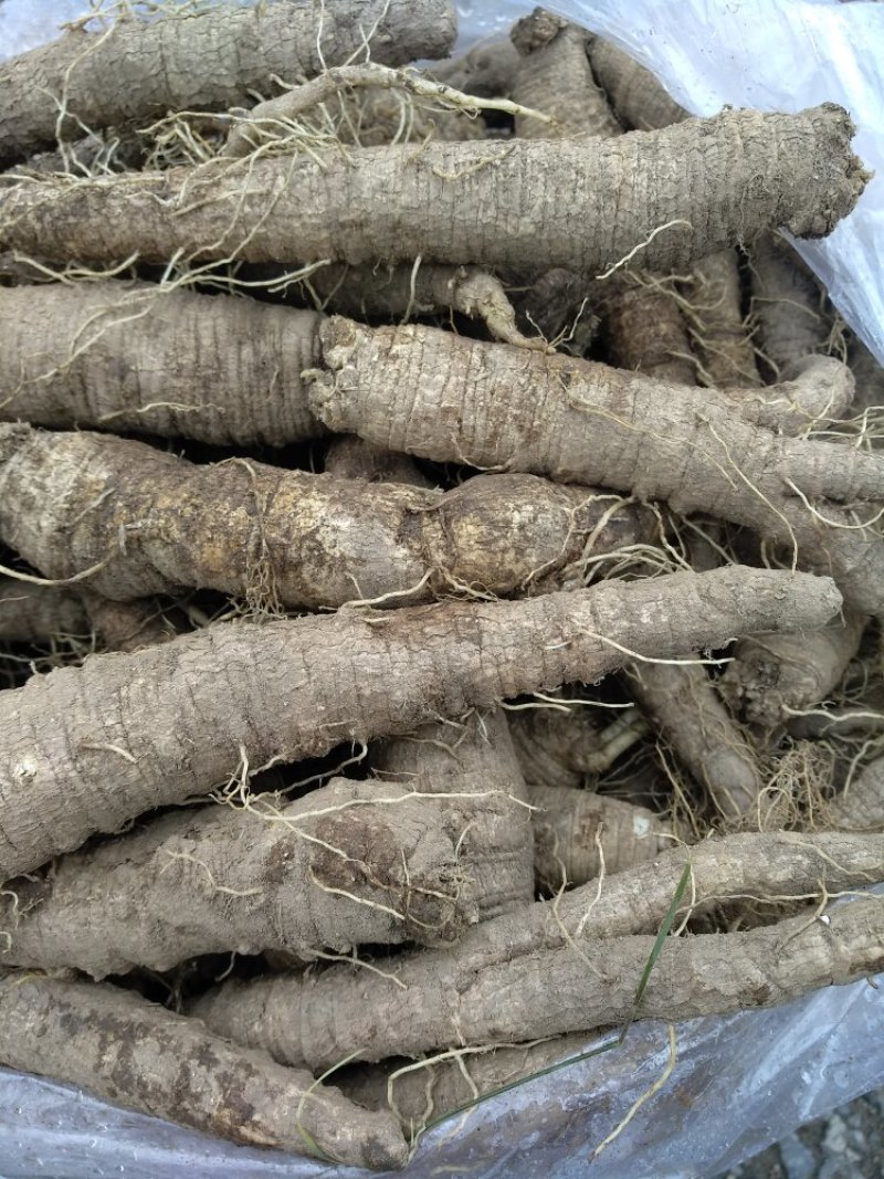 山胡萝卜（山地瓜）3年生大量现货产地直发品质保证