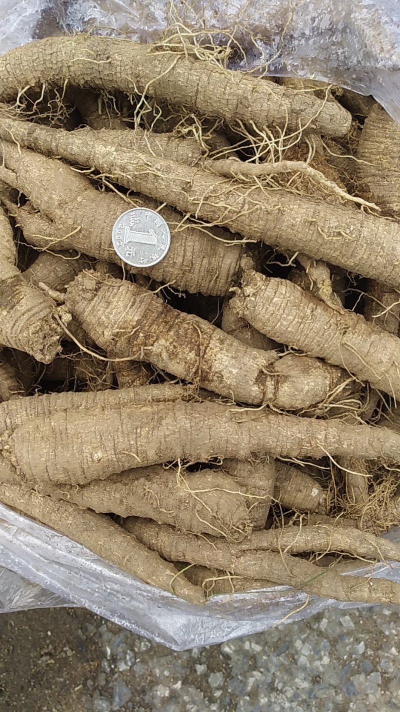 山胡萝卜（山地瓜）3年生大量现货产地直发品质保证