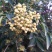 600万株花椒苗急需出售