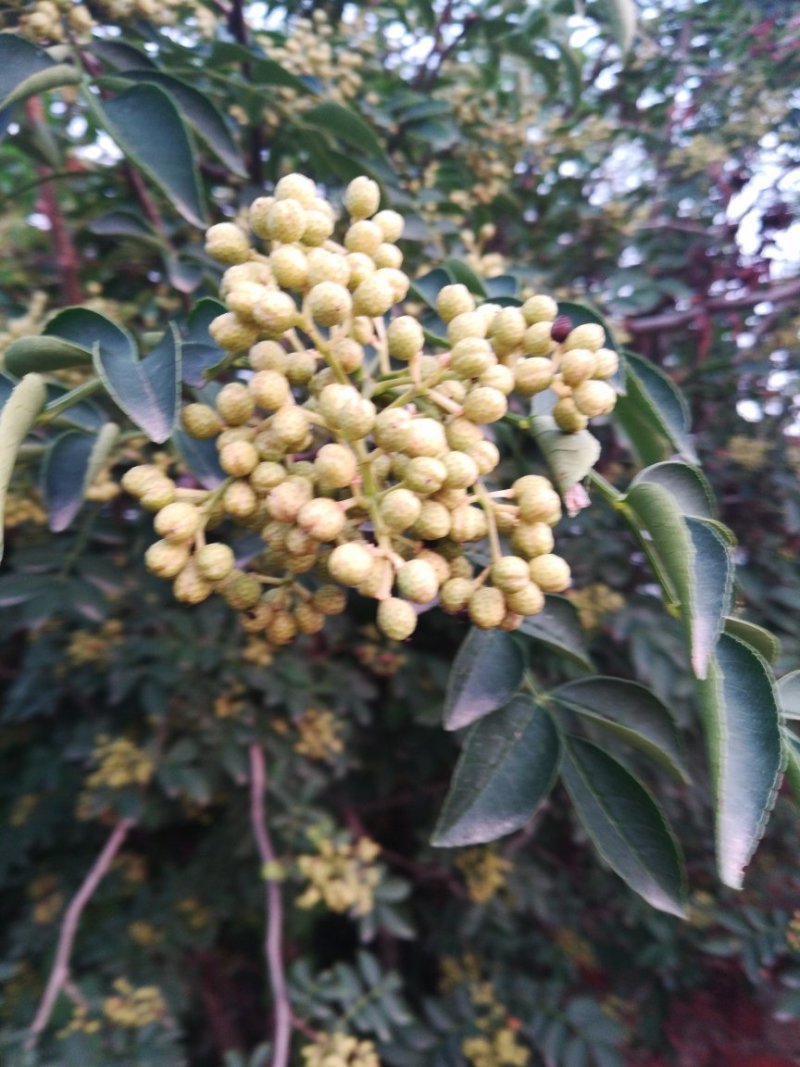600万株花椒苗急需出售
