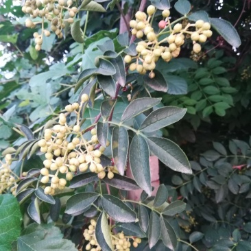 600万株花椒苗急需出售