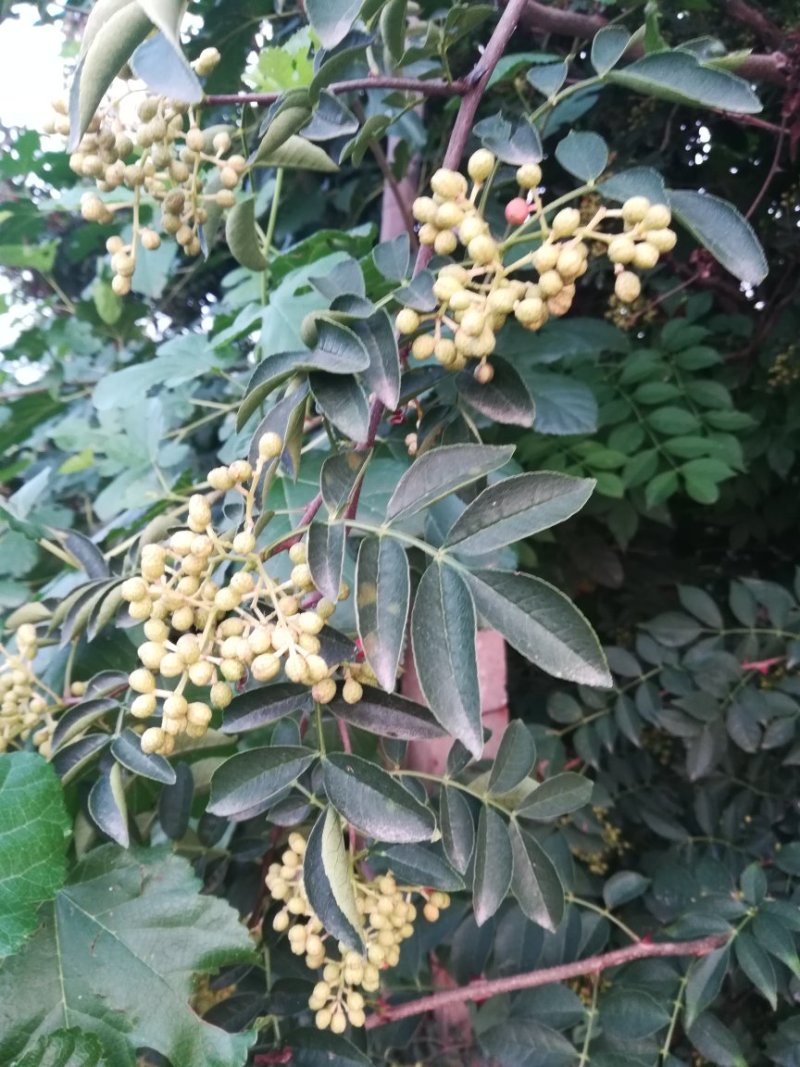 600万株花椒苗急需出售