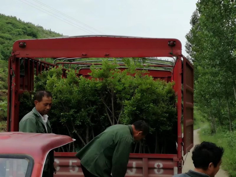 供应各种映山红