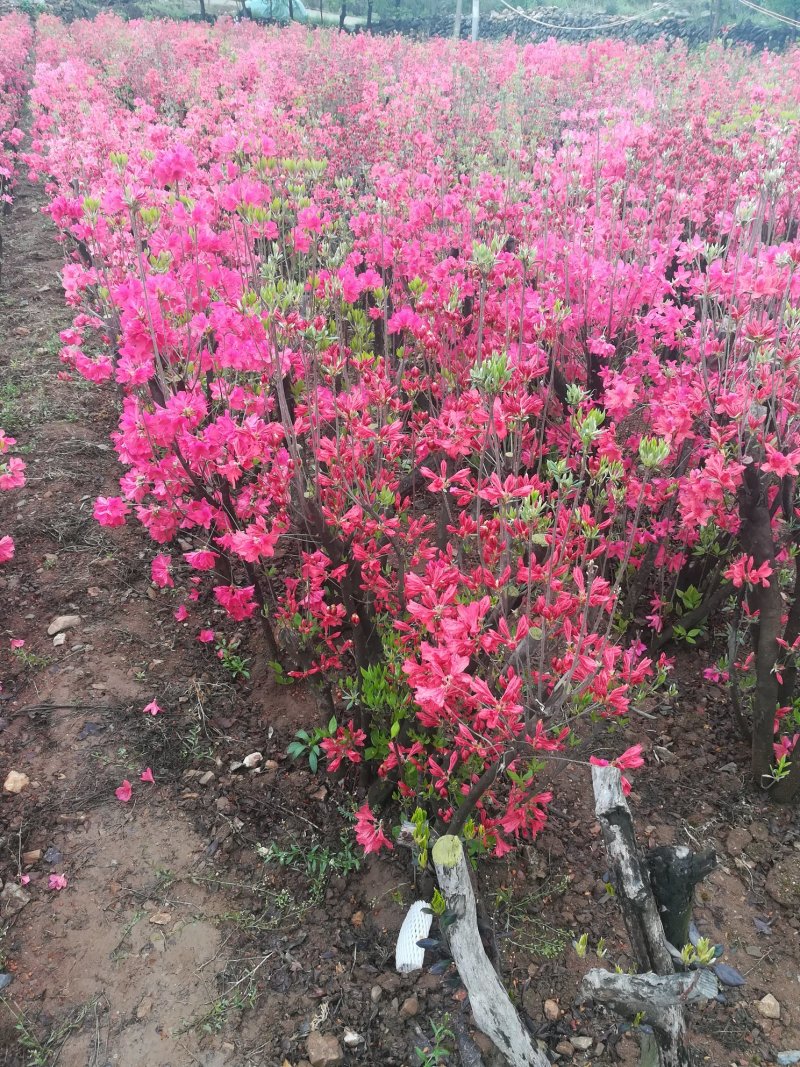 供应各种映山红