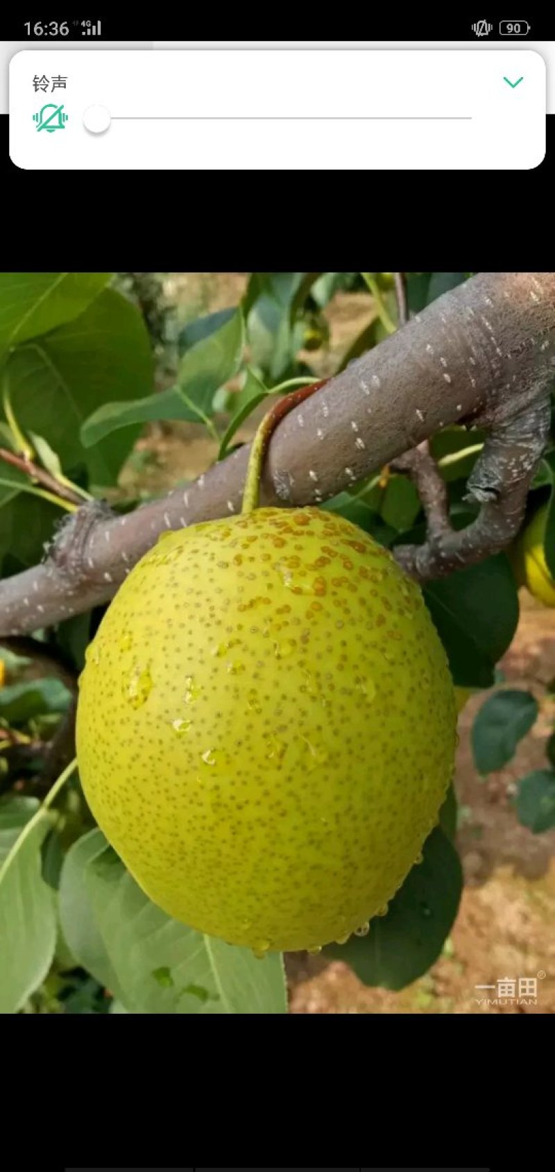 雪花梨