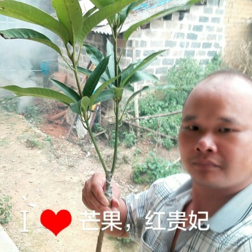 芒果苗。