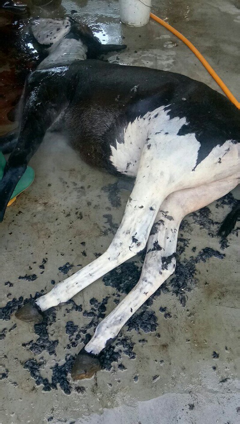 正宗带皮驴肉。鲜肉