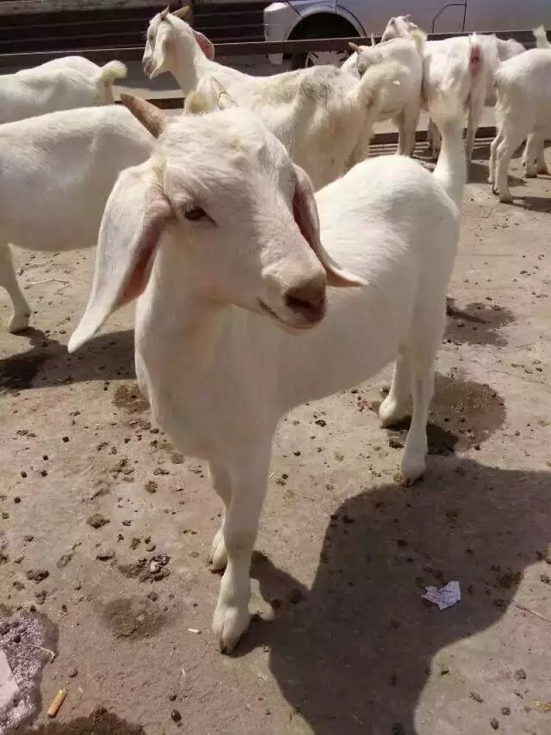 羊仔