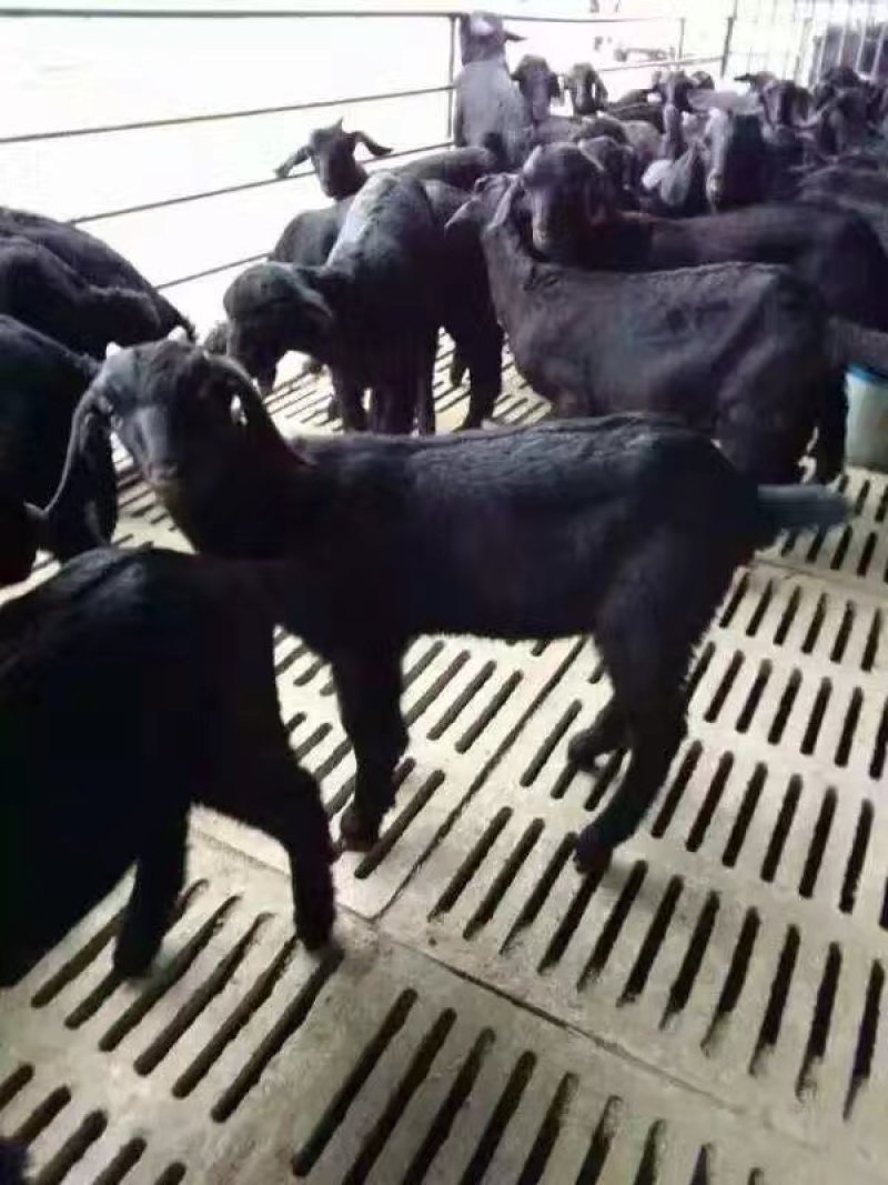 羊仔