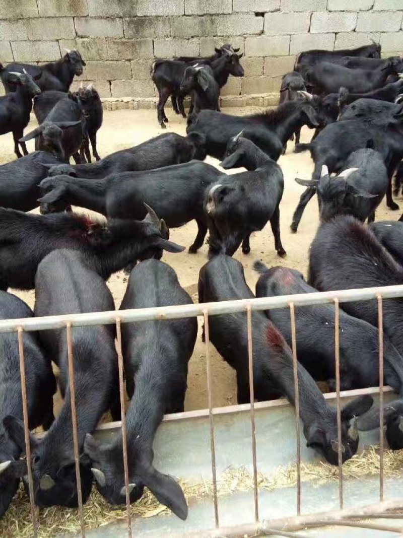 羊仔