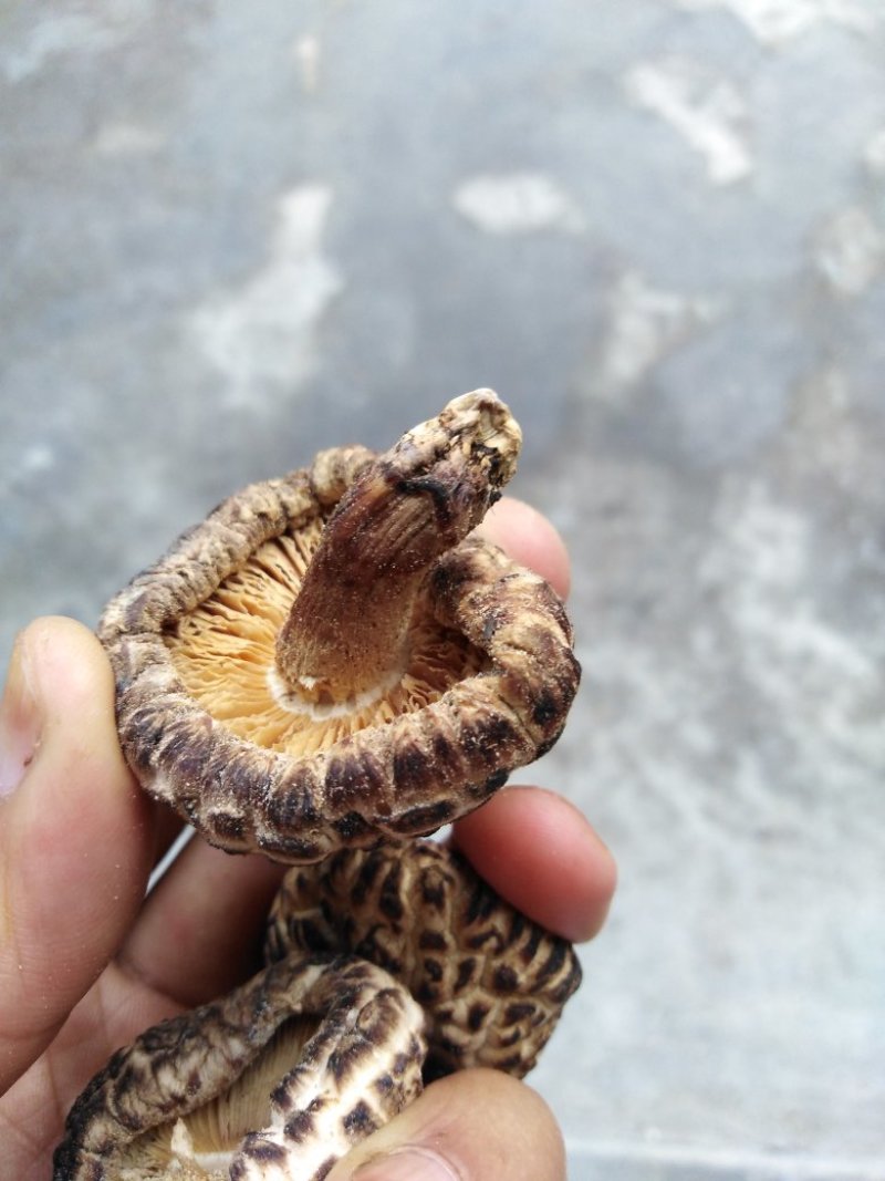香菇，干香菇大量有货