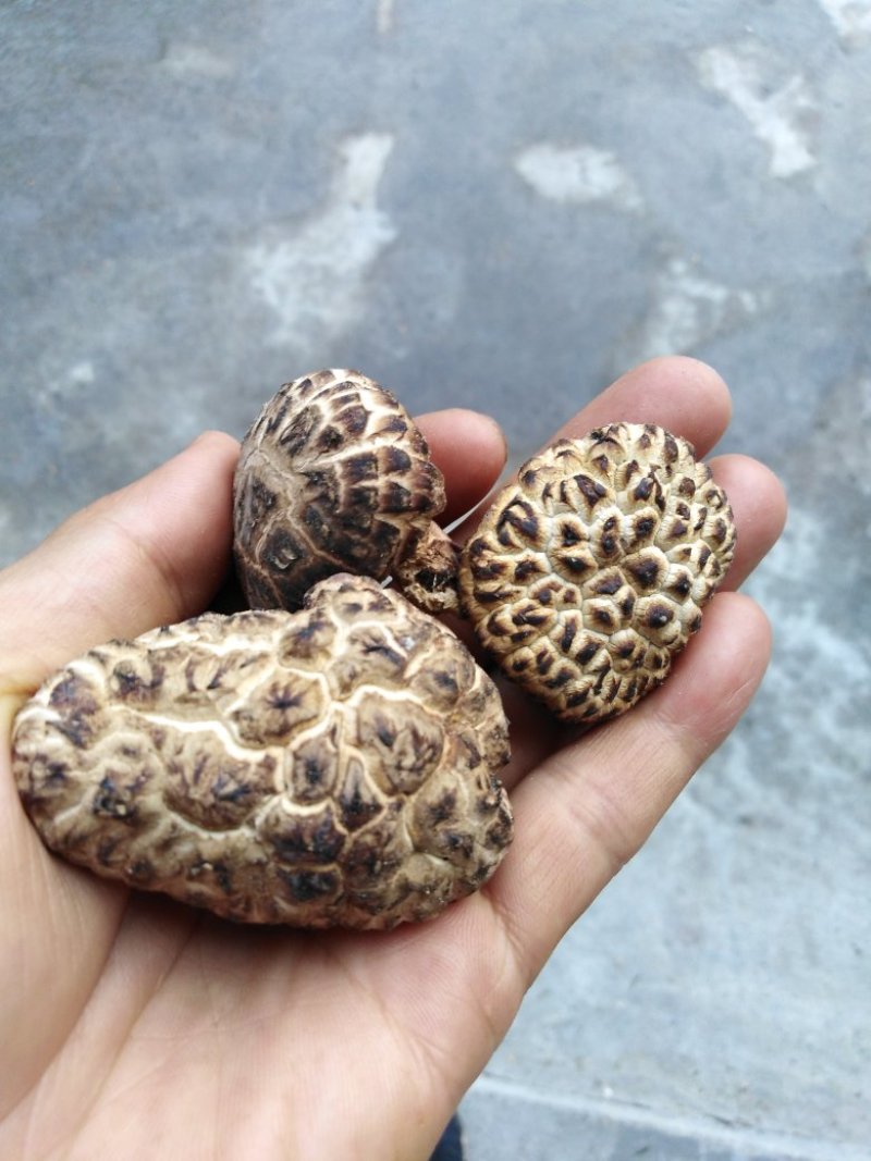 香菇，干香菇大量有货